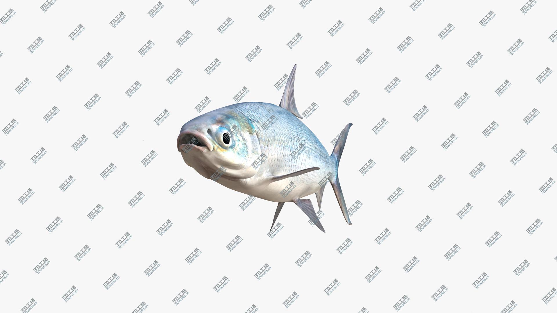 images/goods_img/2021040162/3D Milkfish/4.jpg